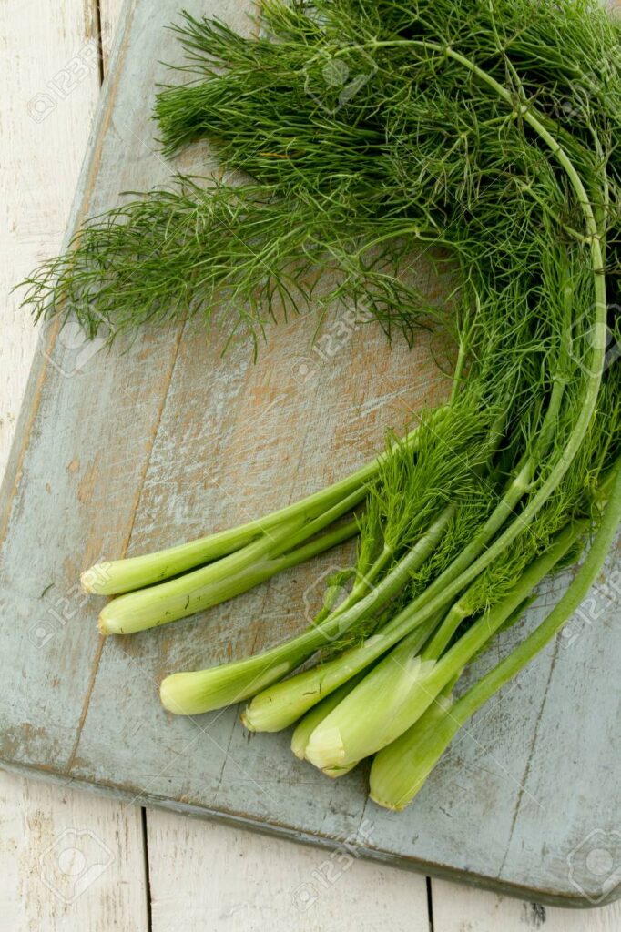 Baby fennel of Sweet veggie