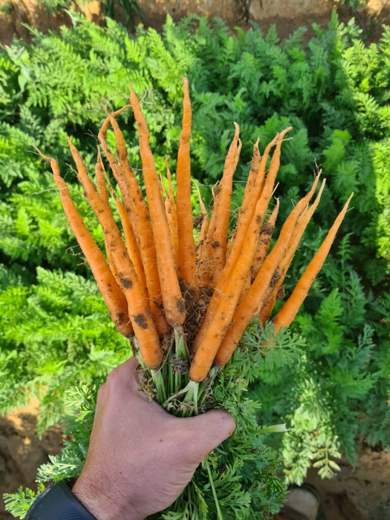 Baby Carrots With Tops of Sweet veggie